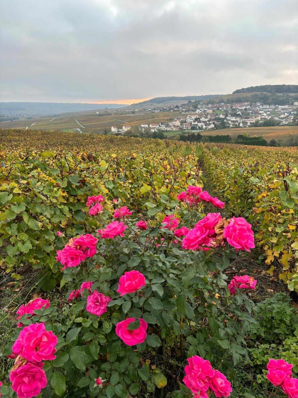 La Galipette, Charmant Chalet En Champagne Fleury-la-Riviere Dış mekan fotoğraf